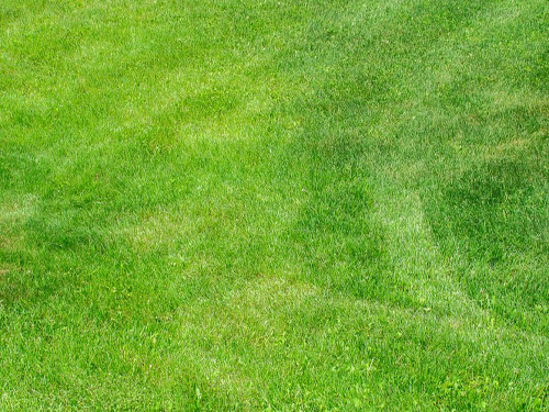 草坪選用除草劑的原則是什么？