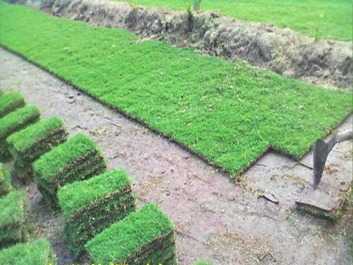 馬尼拉草坪的生長速度取決于修剪的頻次