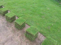 促進馬尼拉草坪生長的方法